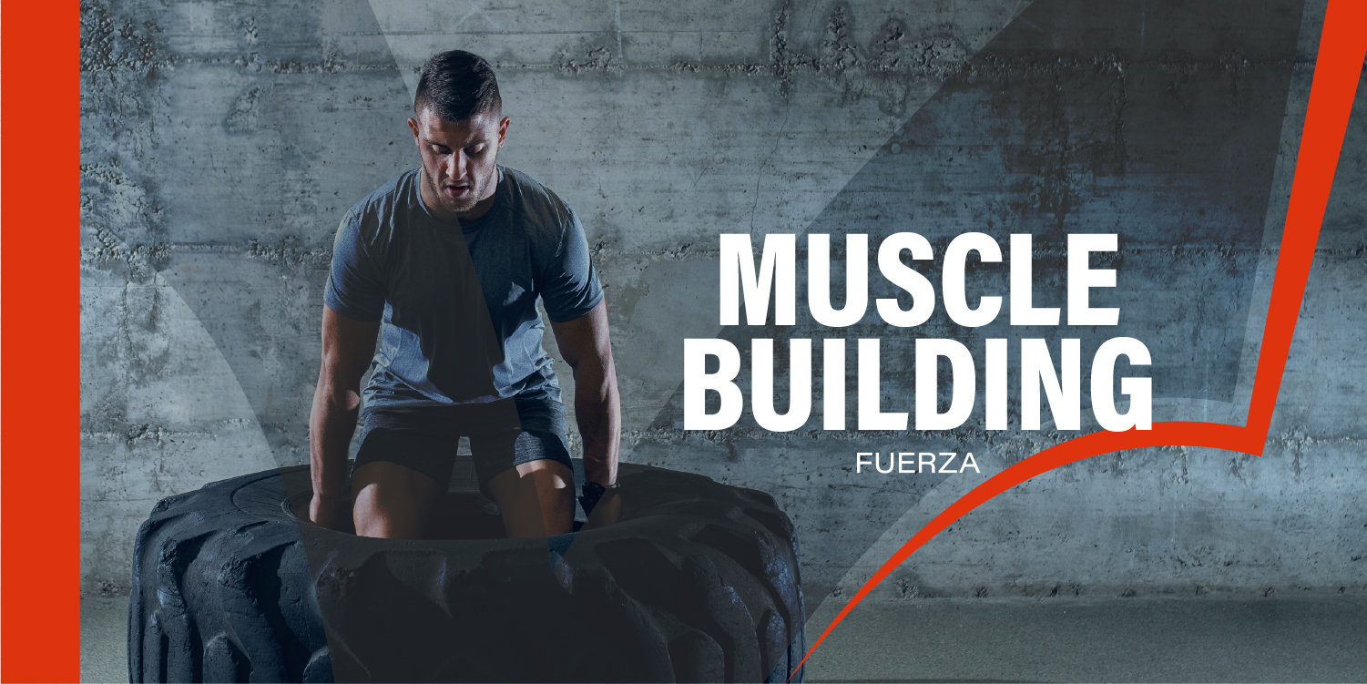 MUSCLE BUILDING